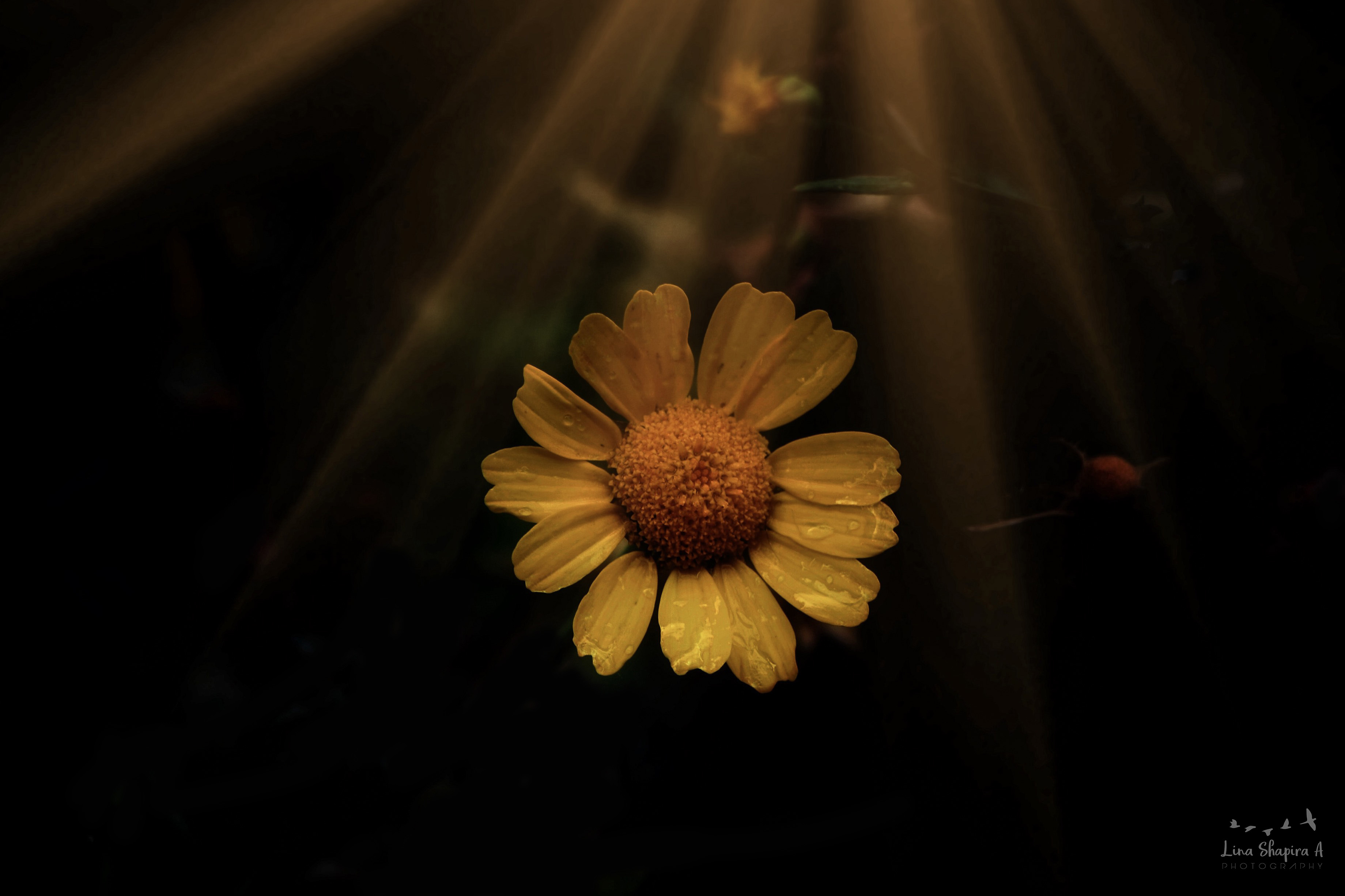 Entry 154011 in Portfolio by Lina Shapira A photography