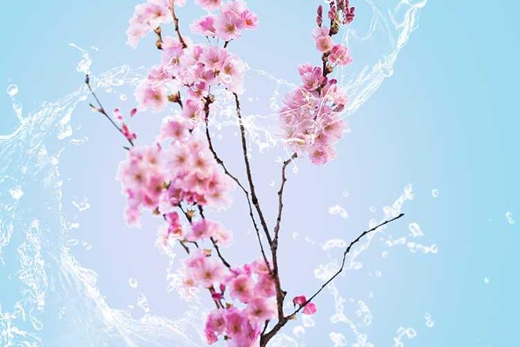 Open Zoomed Related Entry sakurasoda.jpg