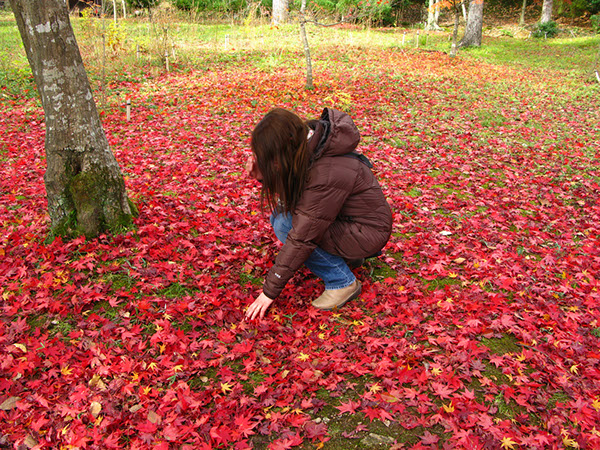 Entry 111310 in Japan Autumn leaves by Sweet-Art