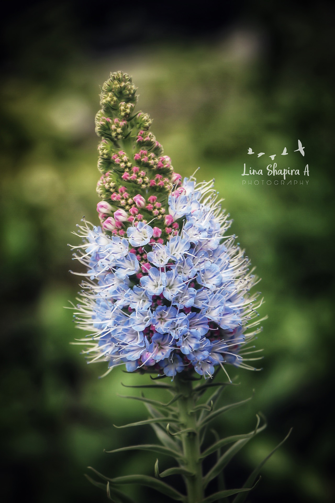 Entry 154026 in Portfolio by Lina Shapira A photography