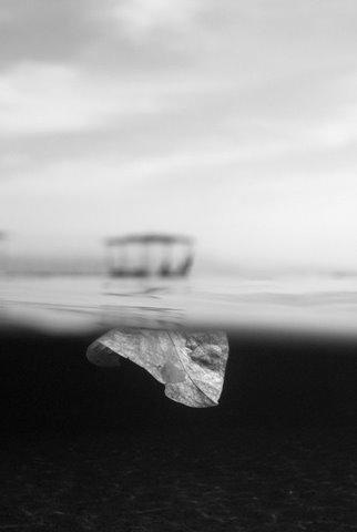 Entry 8588 in Portfolio by amir w