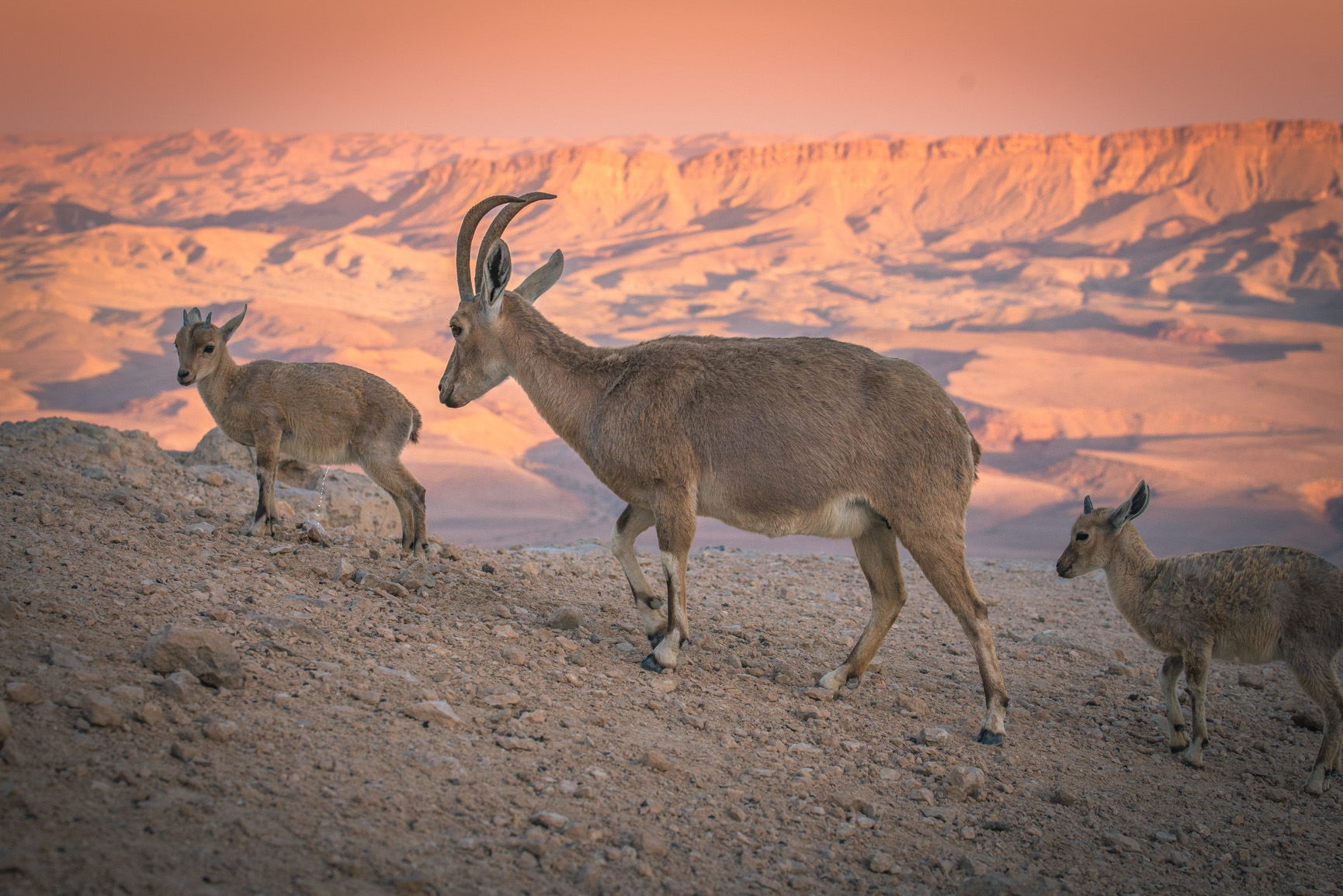 Entry 119002 in Animals by Ron Stollman Photography