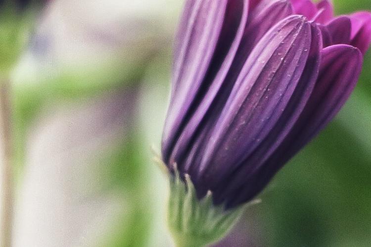 Open Zoomed Related Entry flor.png
