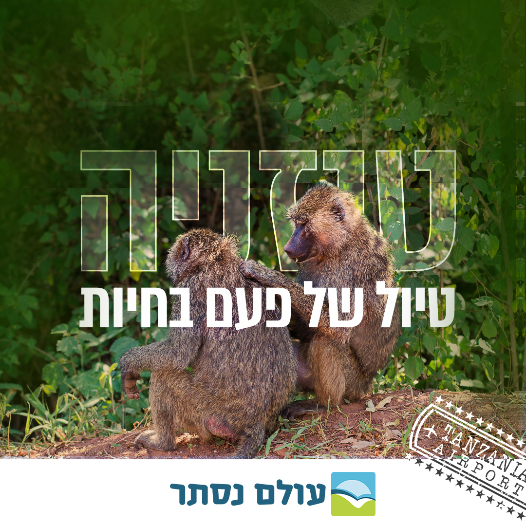 Entry 279909 in Digital & Social Media by Nurit Cohen G Design